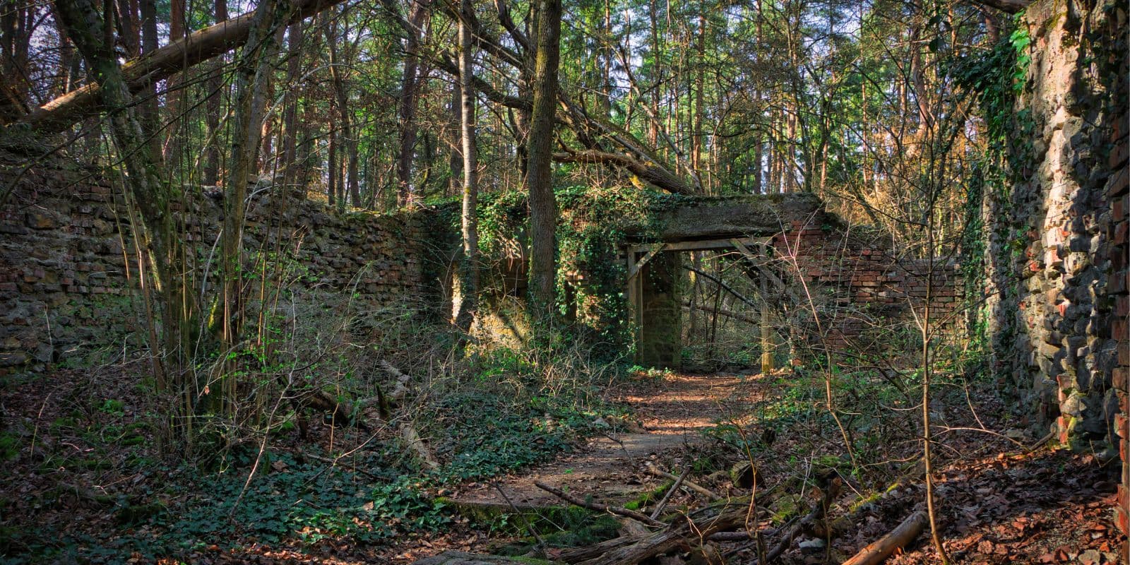 Verwachsene Ruine und mystischer Ort im Odenwald
