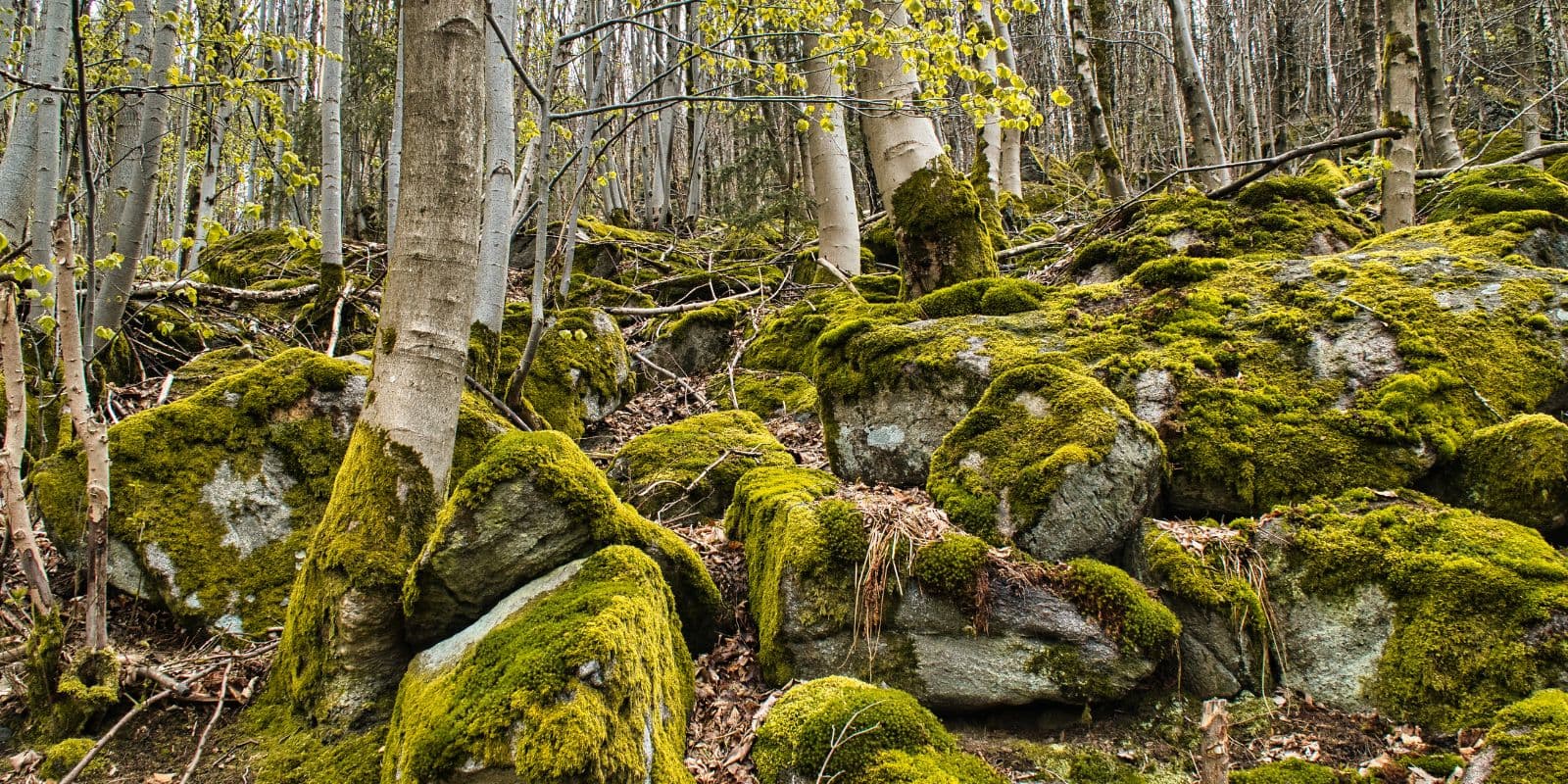 Outdoor-Abenteuer auf Waldpfad und Felsen im Odenwald