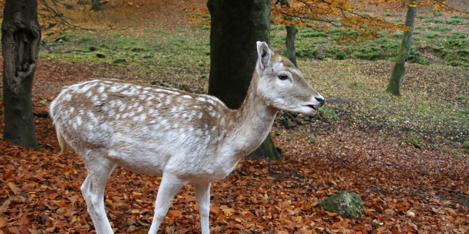Familienbesuch im Wildpark mit heimischen Tieren im Odenwald