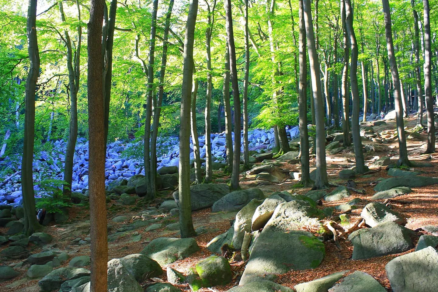 Blick durch den Laubwald auf die Felsblöcke des Felsenmeers bei Lautertal